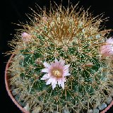 Mammillaria discolor Jlcoll. (only one plant available!)
